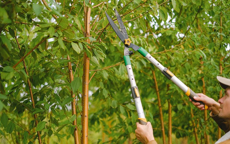 Tree trimming in Cascade, IA